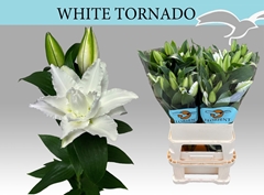Lily Oriental Double White Tornado 90cm 3+