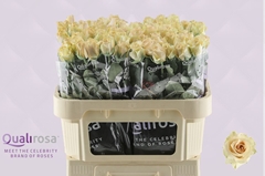 Rosa Quicksand 70cm