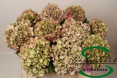 Hydrangea Glowing Alps Classic 50cm 12-14cm Hd