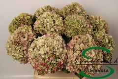 Hydrangea Glowing Alps Classic 80cm 16-18cm Hd
