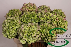 Hydrangea Verena Blue Classic 75cm 14-16cm Hd