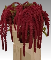 Amaranthus Caudatus Rosary 75cm