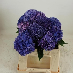 Hydrangea Rodeo Purple 40cm 11-13cm Hd