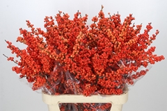 Ilex Oudijk's Orange 90cm