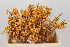 Ilex Golden Verboom 35cm