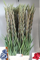 Gladiolus Fat Boy 100cm 150gr.