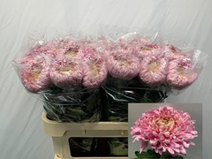 Chrysanth Single Holiday 75cm 135gr.