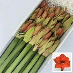 Hippeastrum Naranja 60cm
