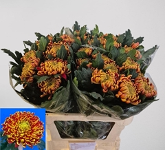 Chrysanth Single Fuego 80cm 130gr.