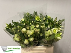 Helleborus Magnificent Bells 35cm