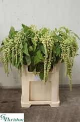 Amaranthus Caudatus Cycloop 70cm