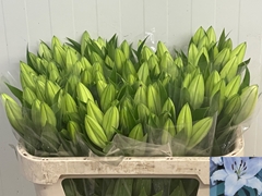 Lily Oriental Santander 70cm 1+