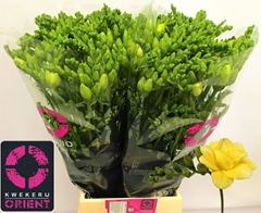 Freesia Double Grandeur 50cm 20gr.