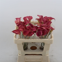 Zantedeschia Red Salsa 50cm