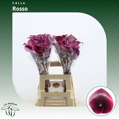 Zantedeschia Vino Rosso 70cm