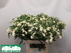 Euphorbia Fulgens Spray Quicksilver 80cm 15cm Hd