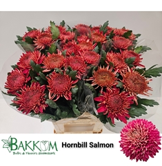 Chrysanth Single Hornbill Salmon 80cm 125gr.