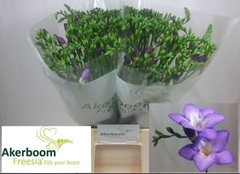 Freesia Single Castor 50cm 20gr.