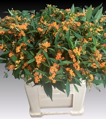 Euphorbia Fulgens Spray Sunstream 70cm 10cm Hd