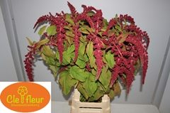 Amaranthus Caudatus Love Lies Bleeding 80cm
