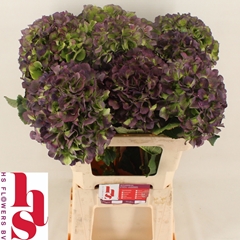 Hydrangea Verena Blue Classic 60cm 18-20cm Hd