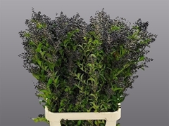 Ligustrum Ovalifolium Libelle 100cm