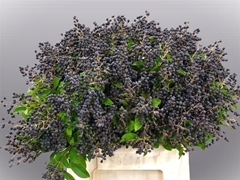 Ligustrum Ovalifolium Libelle 40cm