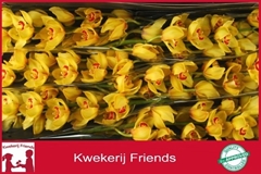 Cymbidium Rijsenhout 80cm