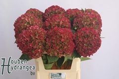 Hydrangea Glowing Alps Classic 70cm 18-20cm Hd
