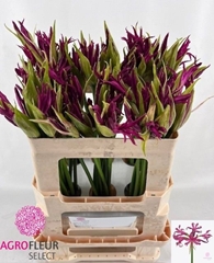 Nerine Katjana 50cm