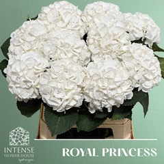 Hydrangea Royal Princess 80cm 17-19cm Hd