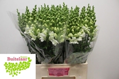 Antirrhinum Potomac Ivory White 65cm