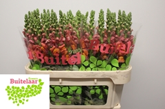 Antirrhinum Potomac Dark Orange 80cm