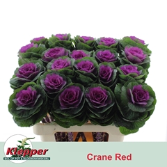 Brassica Red Crane 60cm