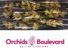 Cymbidium Esther 60cm
