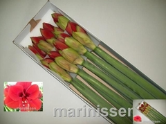 Hippeastrum Ferrari 70cm