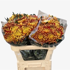 Chrysanth Single Fuego 75cm 80gr.