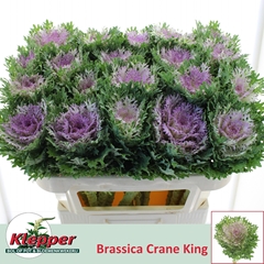Brassica Crane King 70cm
