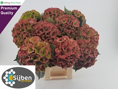 Hydrangea Royal Palace Classic 80cm 20-22cm Hd