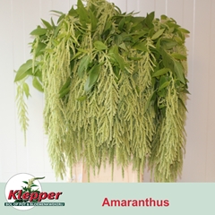 Amaranthus Caudatus Viridis 90cm