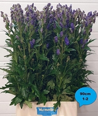 Aconitum Carmichaelii Arendsii 90cm