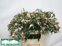 Euphorbia Fulgens Spray Pink Baron 80cm 15cm Hd