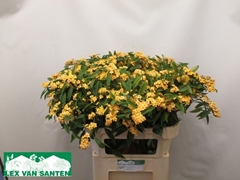 Euphorbia Fulgens Spray Cognac Baron 80cm 10cm Hd