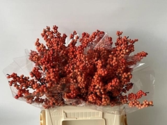 Ilex Magical Daydream 40cm