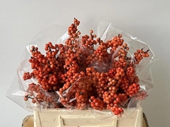 Ilex Magical Daydream 30cm