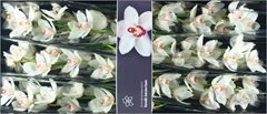 Cymbidium Mrs. White Crystal 80cm