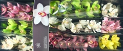 Cymbidium Mix 60cm