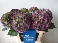 Hydrangea Elbtal Classic 80cm 19-21cm Hd