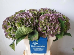 Hydrangea Verena Blue Classic 60cm 15-17cm Hd