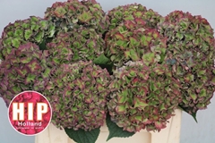 Hydrangea Rodeo Red Classic 50cm 16-18cm Hd